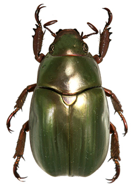 Chrysina guaymi