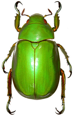 Chrysina halffteri