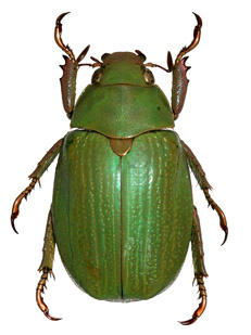 Chrysina howdenorum