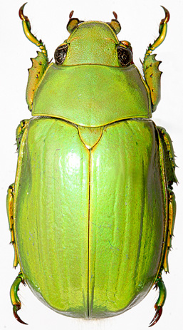 Chrysina intermedia