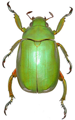 Chrysina karschi