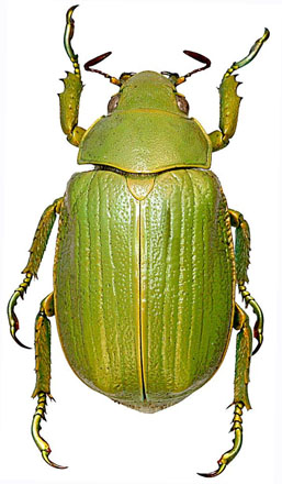 Chrysina laniventris