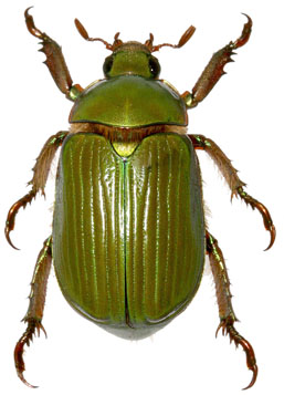 Chrysina lecontei