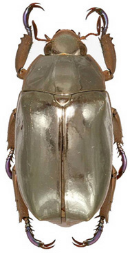 chrysina limbata