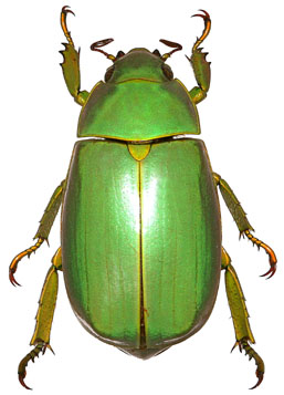 Chrysina luteomarginata