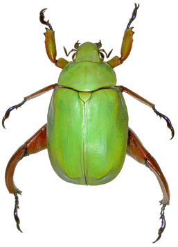 Chrysina macropus