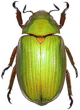 Chrysina magnistriata