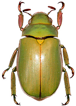 chrysina marginata