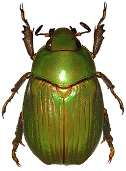 Chrysina miguelangeli