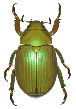 Chrysina misteca