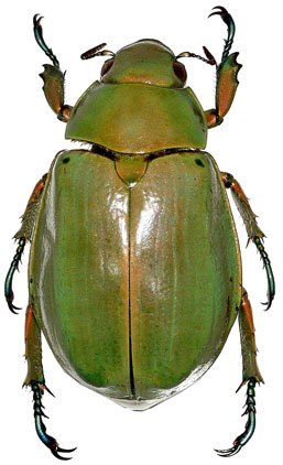 Chrysina modesta