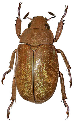 Chrysina moroni
