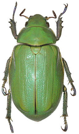 Chrysina noguerai