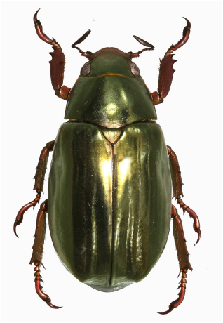 Chrysina ohausi