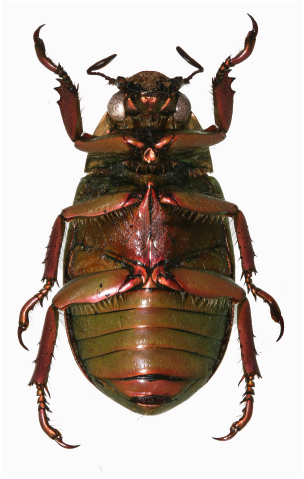 Chrysina ohausi ventral view