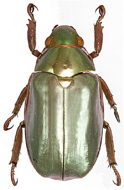 Chrysina optima