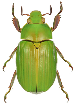 chrysina oreicola