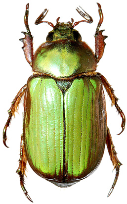 Chrysina orizabae