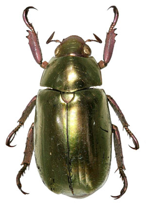 Chrysina pastori