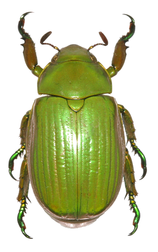 Chrysina paulseni dorsal view