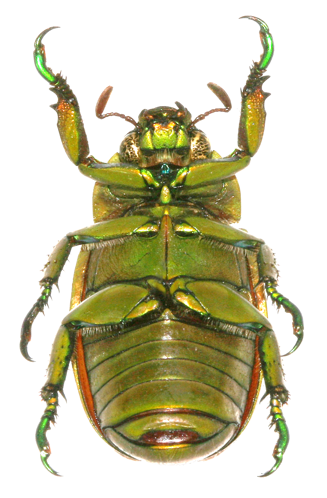Chrysina paulseni ventral view