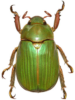 Chrysina pehlkei