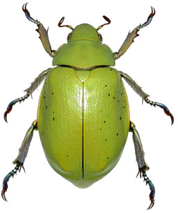 Chrysina peruviana