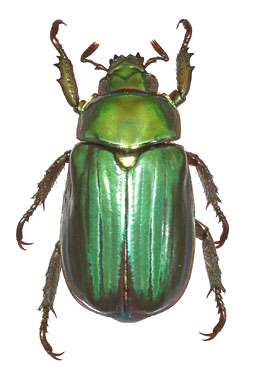 Chrysina plusiotina