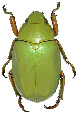 Chrysina prasina