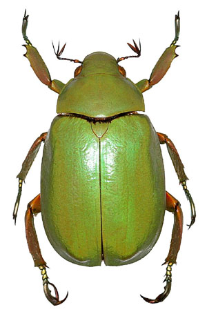 Chrysina prototelica
