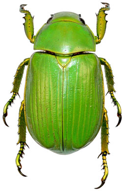 Chrysina psittacina