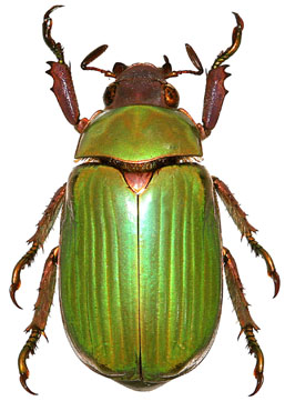 Chrysina purpurata