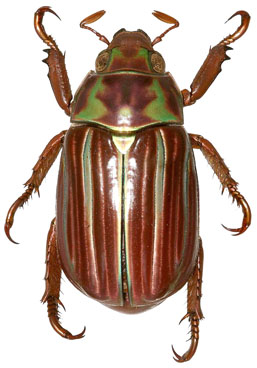 Chrysina quetzalcoatli