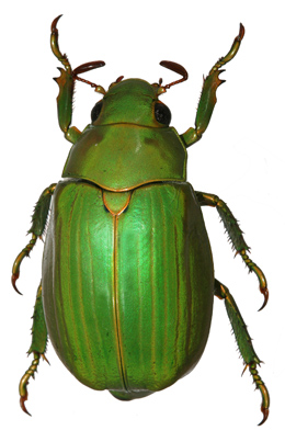 Chrysina quiche