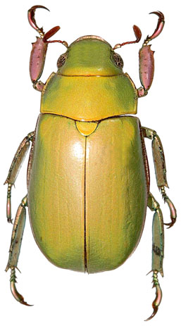 Chrysina ratcliffei
