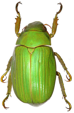 Chrysina rodriguezi