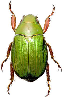Chrysina sallaei