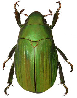 Chrysina schusteri