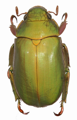 Chrysina sirenicola dorsal view