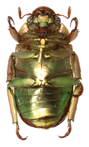 Chrysina sirenicola ventral view
