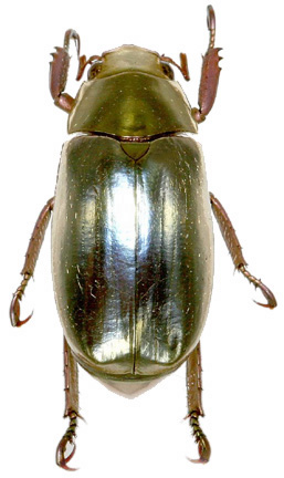 Chrysina strasseni