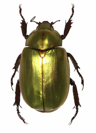 Chrysina tapantina