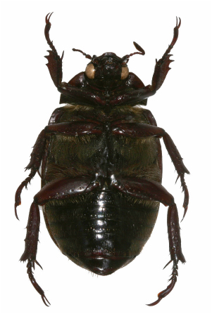 Chrysina tapantina ventral view