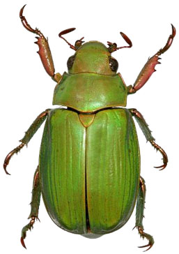 Chrysina taylori