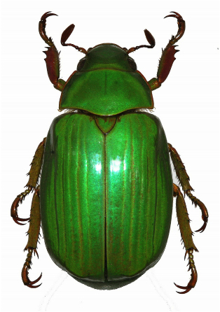 Chrysina tecunumani