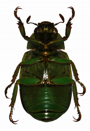 Chrysina tecunumani ventral