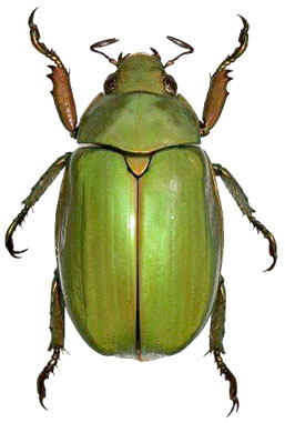 Chrysina terroni