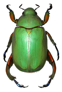 Chrysina triumphalis