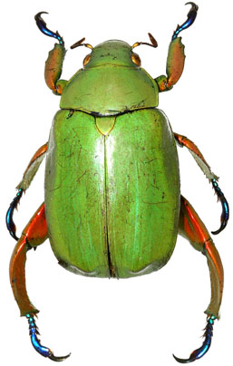 Chrysina triumphalis