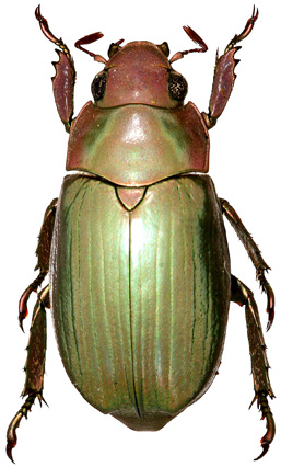 Chrysina turckheimi